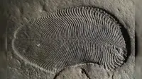 Dickinsonia, fosil dari biota Ediacaran (sumber: Australian National University)