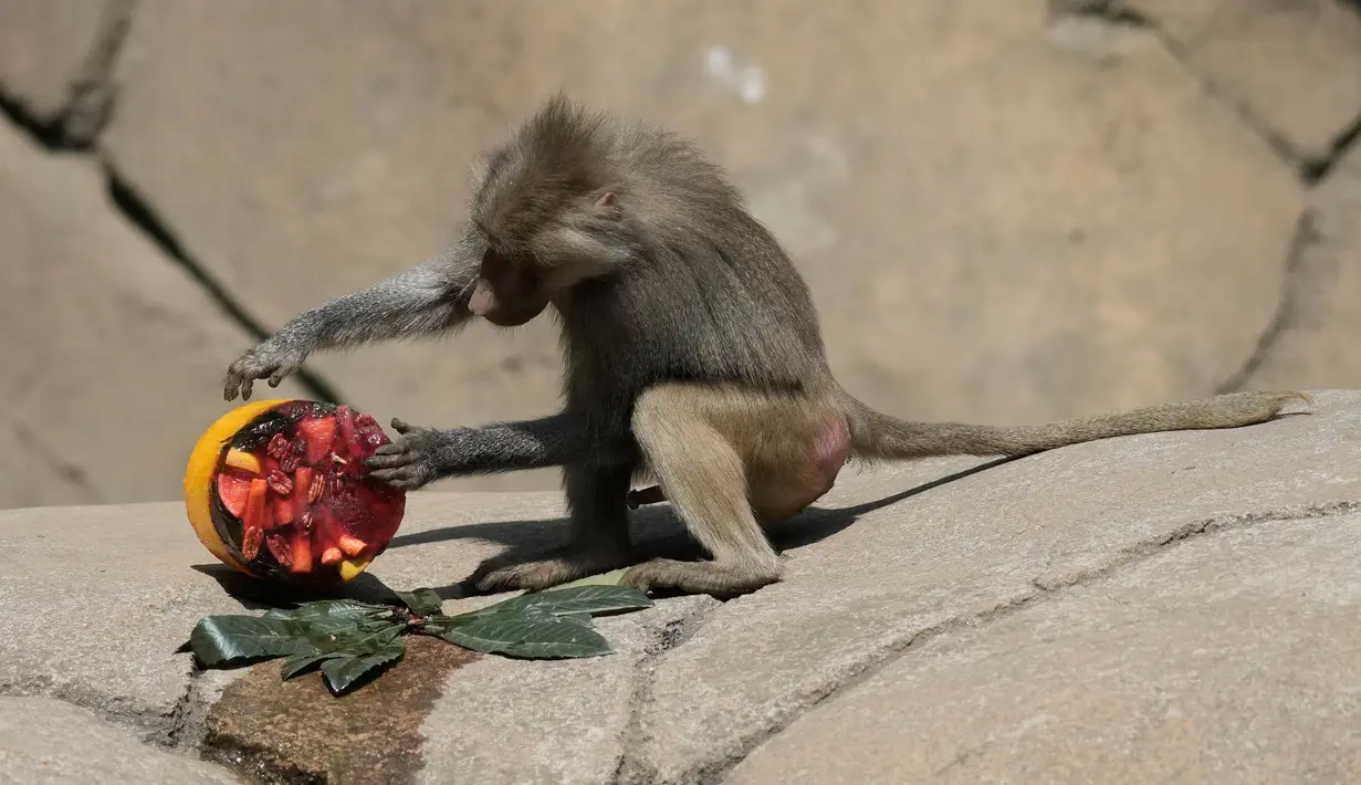 Seekor babon memeriksa makanan beku di kandangnya di Kebun Binatang Chapultepec, di Mexico City, Jumat, 7 Juni 2024. (AP Photo/Eduardo Verdugo)