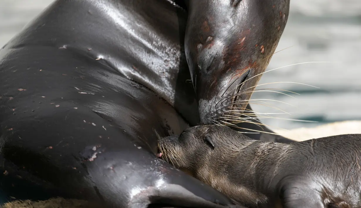 Induknya berasal dari struktur zoologi Eropa: Samantha lahir pada tahun 2017 dan berasal dari Kebun Binatang Stuttgart. (AP Photo/Andrew Medichini)