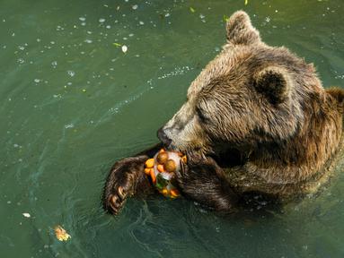 Seekor beruang coklat Eurasia memakan es buah pada hari yang panas di Bioparco di Roma, Italia, Selasa (19/7/2022). Penjaga kebun binatang di Bioparco sering memberi hewan es balok dengan buah atau daging di dalamnya pada hari-hari musim panas. (AP Photo/Andrew Medichini)