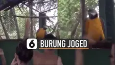 Burung itu nampak menggerak-gerakan badannya ke kiri dan ke kanan.