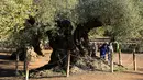 Pengunjung melihat pohon zaitun yang disebut yang tertua di Uldecona, Spanyol (3/1). Uldecona terkenal dengan perkebunan zaitun yang luas. Di perkebunan ini terdapat ribuan pohon zaitun yang berusia 1.000-2.000 tahun. (AFP Photo/Jose Jordan)