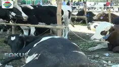 Ajang lomba ini juga dimanfaatkan pemiliknya untuk menjajakan hewan kurban kepada para pengunjung.
