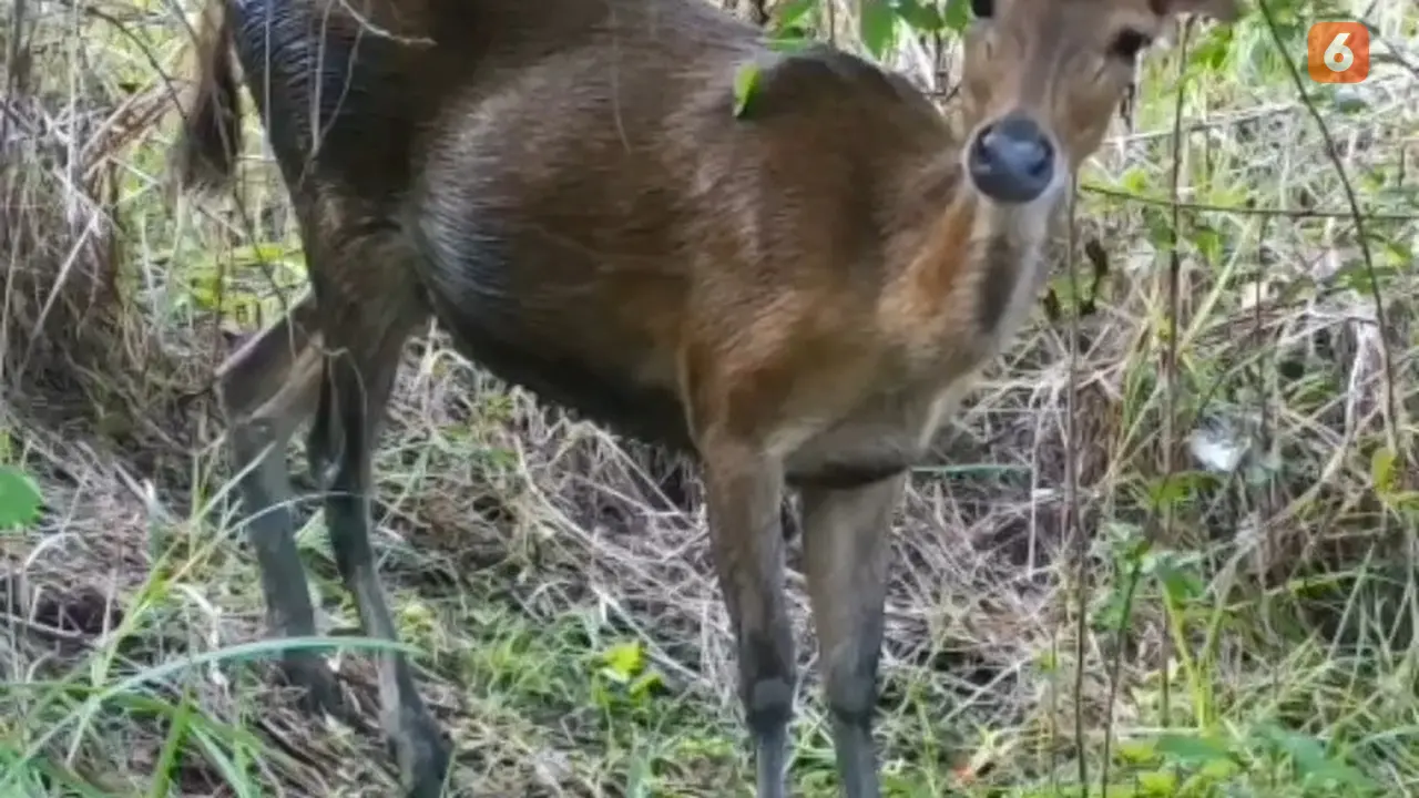 Seekor rusa yang tertangkap kamera trap di kawasan Taman Nasional Lore Lindu