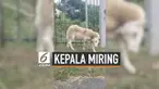Seekor kambing mengalami kondisi aneh dengan kepala miring 90 derajat. Kejadian itu terjadi di St Thomas, kepulauan Virgin, Amerika Serikat. Menurut sang pemilik, kambing tetap tumbuh sehat meski hidup dengan kepala miring.
