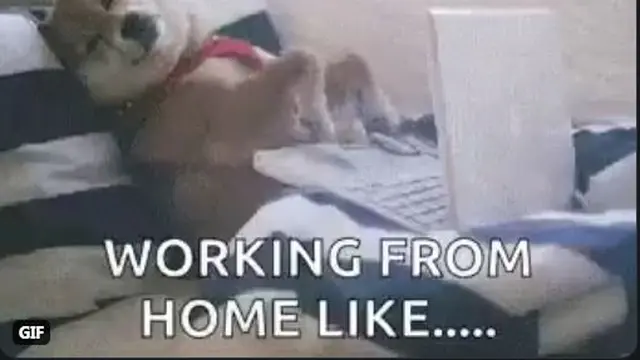meme wfh