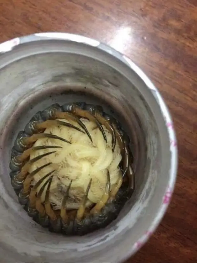 Kelabang dan anaknya