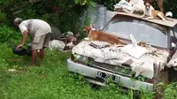Persahabatan Pemulung dan 7 Anjing Liar  di Makassar