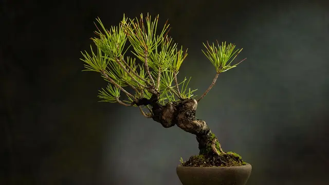 Pohon Cemara Udang sebagai Bonsai