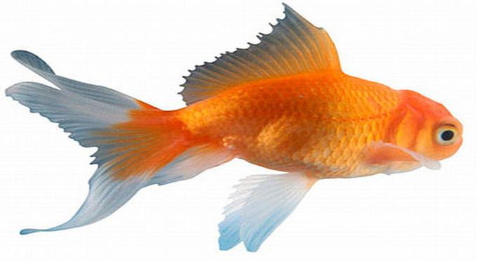 Download 680 Koleksi Gambar Gambar Ikan Mas Paling Baru Gratis HD