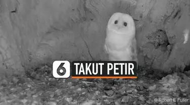 THUMBNAIL BURUNG HANTU