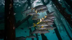 Gerombolan ikan sweetlips oriental di perairan Kabupaten Raja Ampat, Papua Barat, Indonesia bagian Timur, 5 November 2023. (Lillian SUWANRUMPHA/AFP)