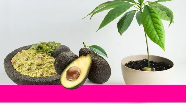 Rumah.com 7 Langkah Mudah Tanam Alpukat di Pot