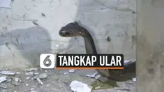 tangkap ular
