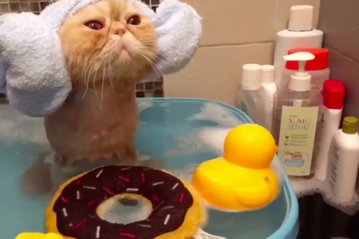 Lucunya, Kucing Ini Mandi Seakan Tak Takut Air