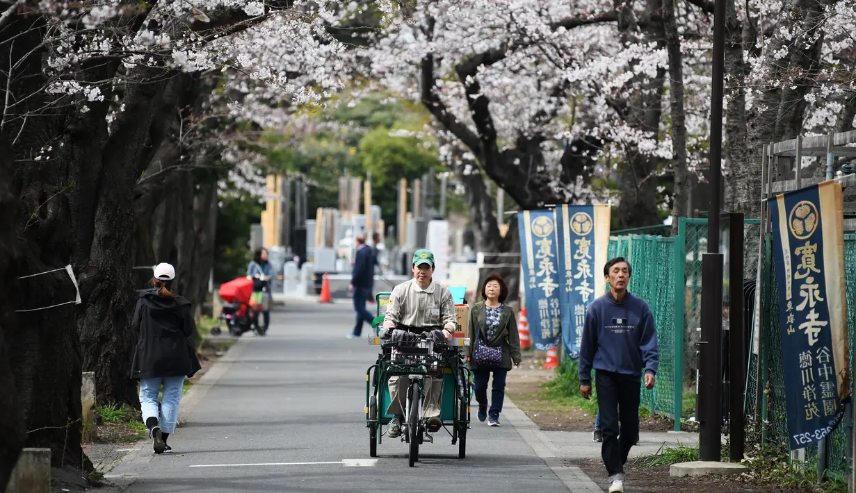 Sejumlah warga berjalan di bawah pohon sakura yang sedang mekar bunganya di distrik Taito, Tokyo, Jepang (26/3). Pohon sakura berbunga setiap satu tahun sekali, kuncup bunga sakura mulai terlihat di akhir musim dingin pada bulan Maret. (AFP Photo/Charly Triballeua)