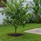 Pohon Buah Septic Tank: ChatGPT