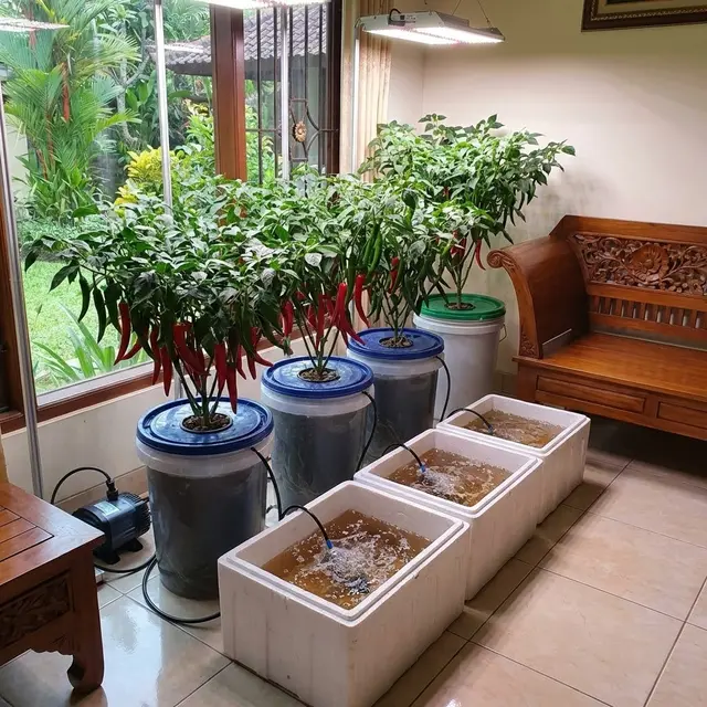Ide Kebun Cabai di Dalam Ruangan