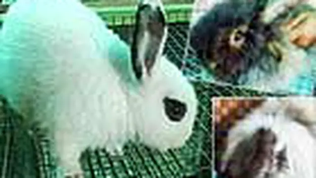 Dari hobi memelihara kelinci, menjadi sebuah penghasilan. Hingga saat ini sudah ada 30 jenis kelinci hias yang dimiliki Anton dipasarkan hingga keluar Jawa.