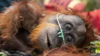 100 Satwa Liar Diselamatkan dari Kebakaran Hutan, Orangutan Mendominasi