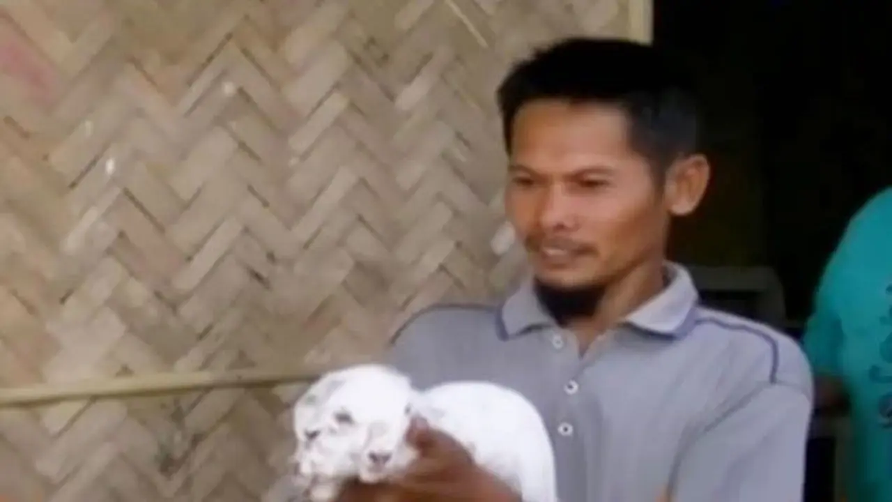 Segmen 3: Kambing Berkepala 2 hingga Aksi Highliner di Air Terjun