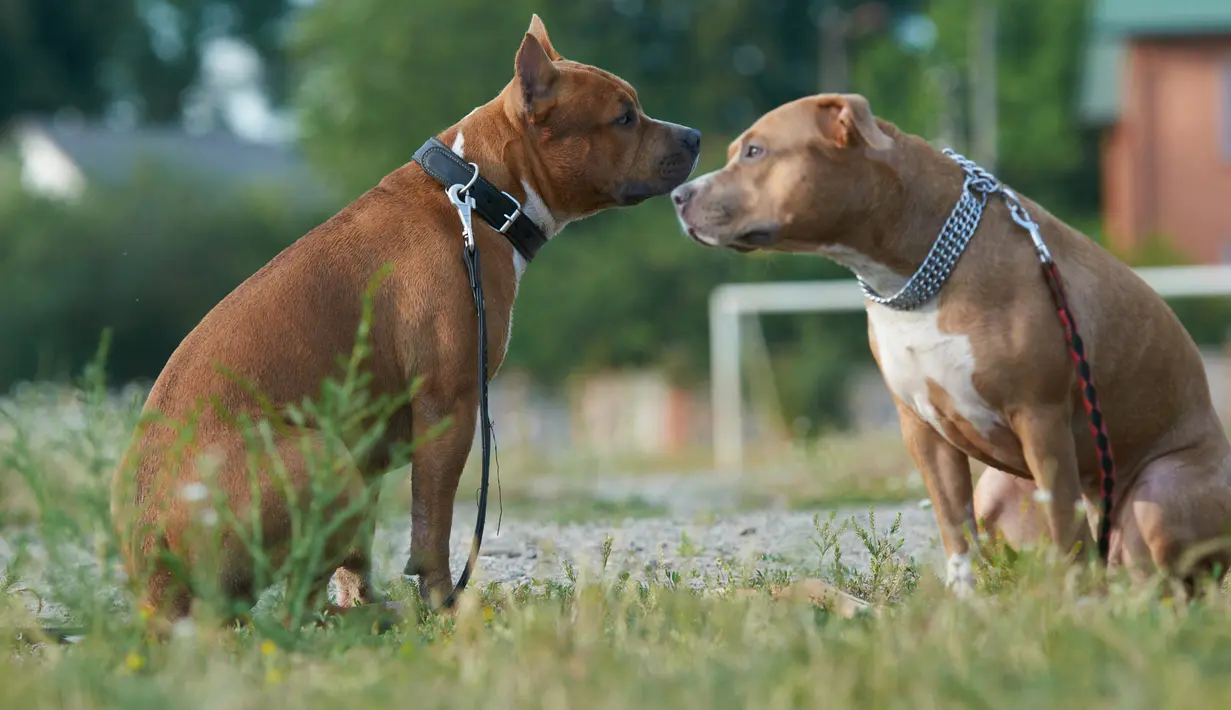 Kasus seperti ini ternyata bukan pertama kali terjadi di Indonesia. Kebanyakan karena kecelakaan atau keteledoran pemilik dalam merawat anjing. Pitbull mungkin punya gelar anjing gahar, namun bukan berarti mereka adalah anjing yang jahat (istockphoto.com)