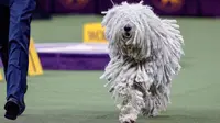 Anjing komondor bersaing dalam Westminster Kennel Club Dog Show ke-144 di New York, Amerika Serikat, Selasa (11/2/2020). Westminster Kennel Club Dog Show ke-144 berlangsung pada tanggal 8 hingga 11 Februari 2020. (AP Photo/John Minchillo)