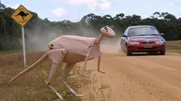 Di Australia, Volvo kembangkan teknologi yang mencegah mobil menabrak kanguru. 