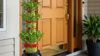 7 Cara Penempatan Bambu Air Feng Shui di Rumah agar Membawa Rezeki dan Keberuntungan