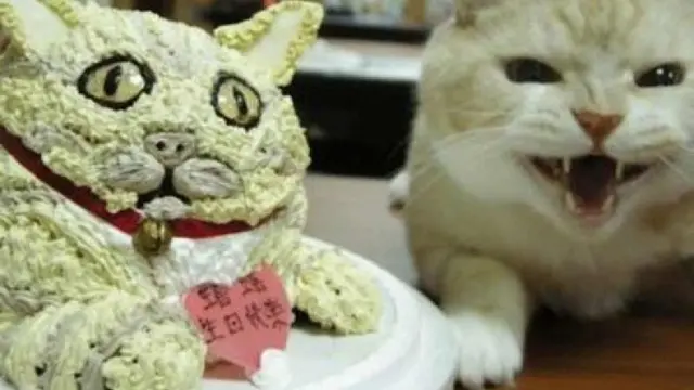 Kocak, 6 Potret Kue Mirip Hewan Ini Tak Sesuai Ekspektasi