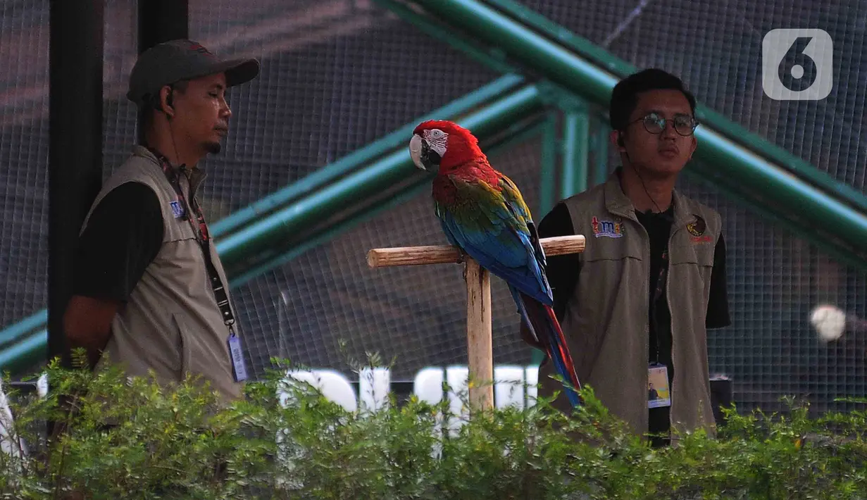 Keeper menjaga pergerakan satwa jenis burung yang ada di Taman Jagat Satwa Nusantara, Jakarta, Selasa (15/8/2023). (merdeka.com/imam buhori)