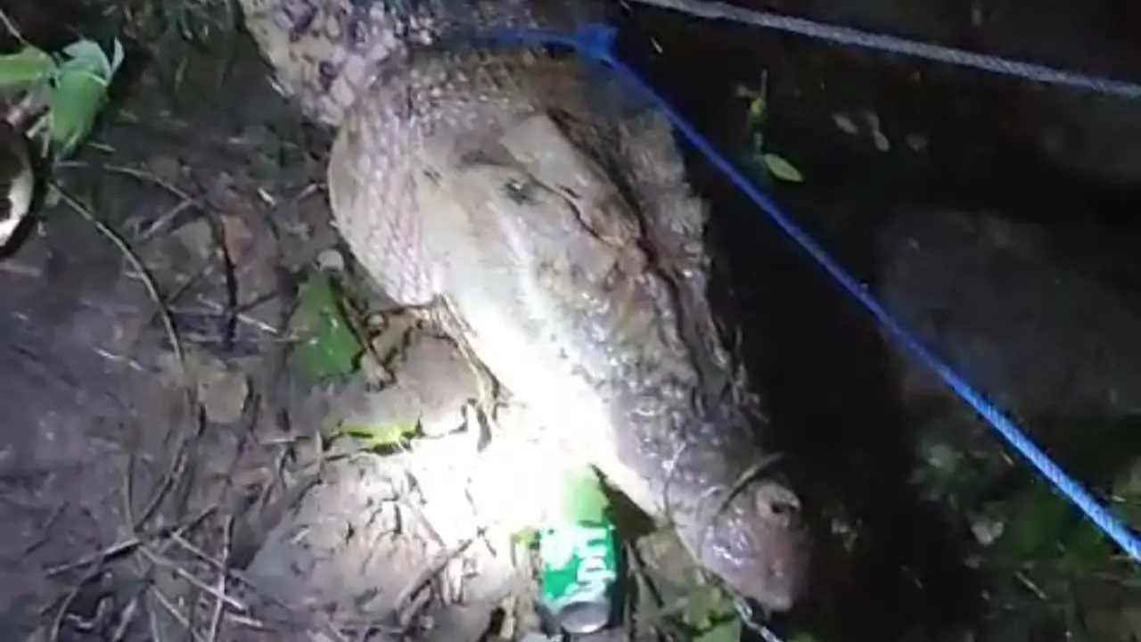 Warga  tangkap buaya di Desa Lemoambo Kecamatan Kusambi Muna Barat, Senin (1/7/2024).