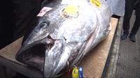 Tuna sirip biru yang dilelang dengan harga senilai Rp2,8 miliar (dok. YouTube/Hokaido)