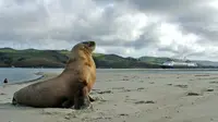 Anjing laut merupakan binatang yang suka berjemur, namun kali ini ada satu anjing laut yang berjemur di landasan udara