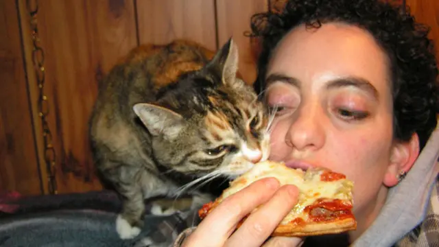 6 Tingkah Kucing Suka dengan Pizza Ini Bikin Pemelihara Tepuk Jidat