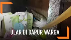 Seekor ular jenis king kobra sepanjang 5 meter ditemukan bersembunyi di dapur rumah milik seorang warga.