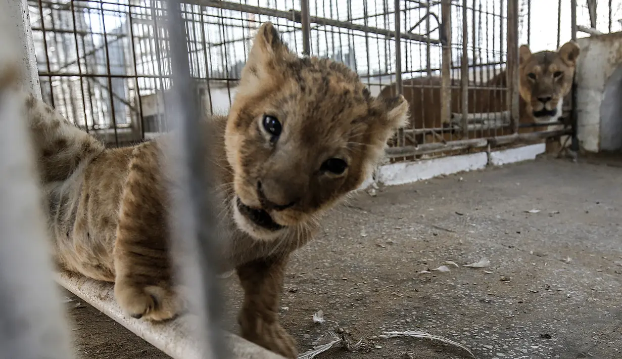 Seekor bayi singa yang baru lahir terlihat di dalam kandang di sebuah kebun binatang di Rafah, Jalur Gaza (8/9/2019). Kehadiran tiga bayi singa ini menambah koleksi satwa sebuah kebun binatang tersebut. (AFP Photo/Said Khatib)