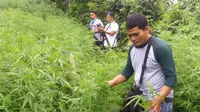 Melihat dari Dekat Ganja Siap Panen Seluas 1,5 Hektare di Purwakarta