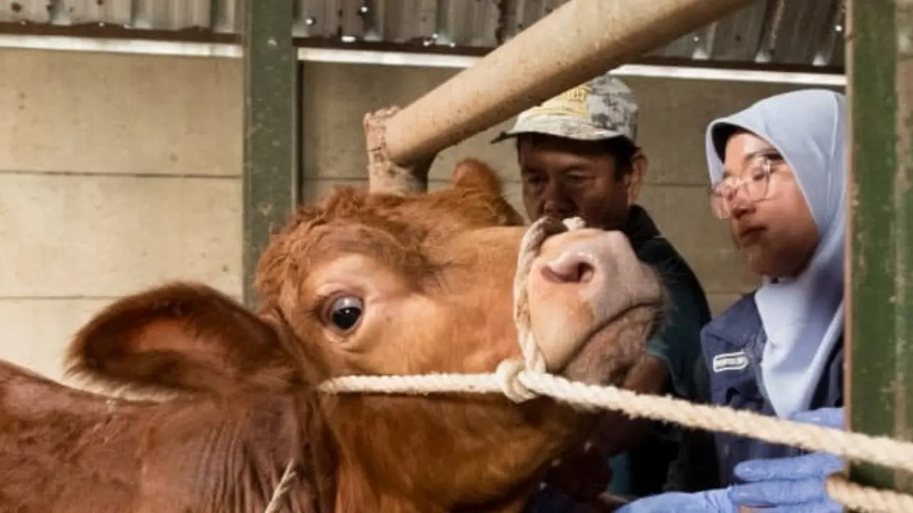 sapi vaksin pmk