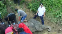 Neneng mati pada usia 55 tahun. Gajah dengan berat 3 ton tersebut selama ini menjadi salah satu satwa yang menjadi daya tarik pengunjung di Medan Zoo.