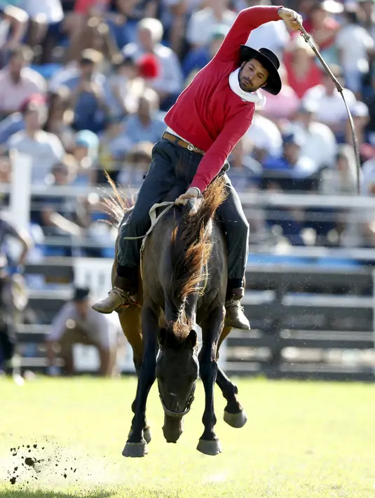 Seorang gaucho mengendalikan kuda liar dalam perayaan Pekan Creole di Montevideo, Uruguay, (23/3). Para gauchos atau semacam koboi dari Uruguay, Argentina dan Brasil bersaing dalam kompetisi tersebut. (REUTERS/Andres Stapff)