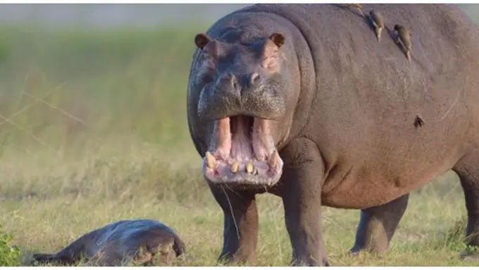 Foto : copyright dailymail.co.uk