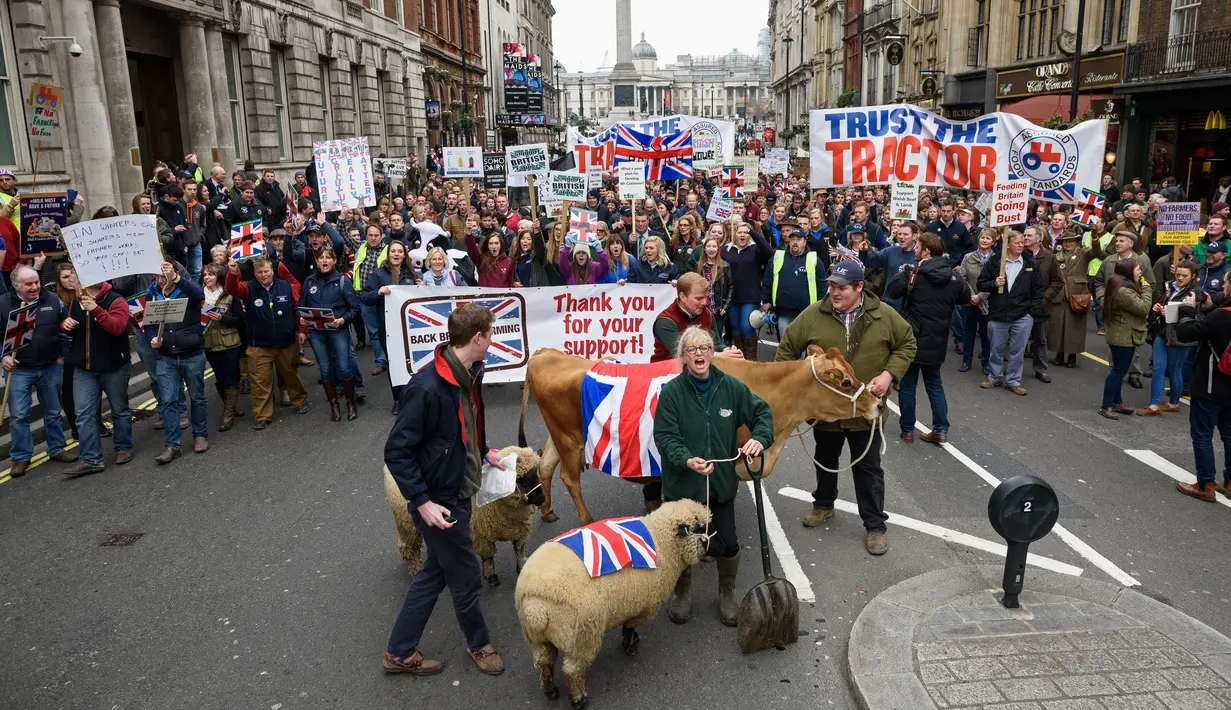 Hewan ternak berupa, sapi dan domba ikut ambil bagian dalam aksi protes oleh petani lokal di Downing Street, pusat kota London, Inggris, Rabu (23/3). (LEON Neal/AFP)