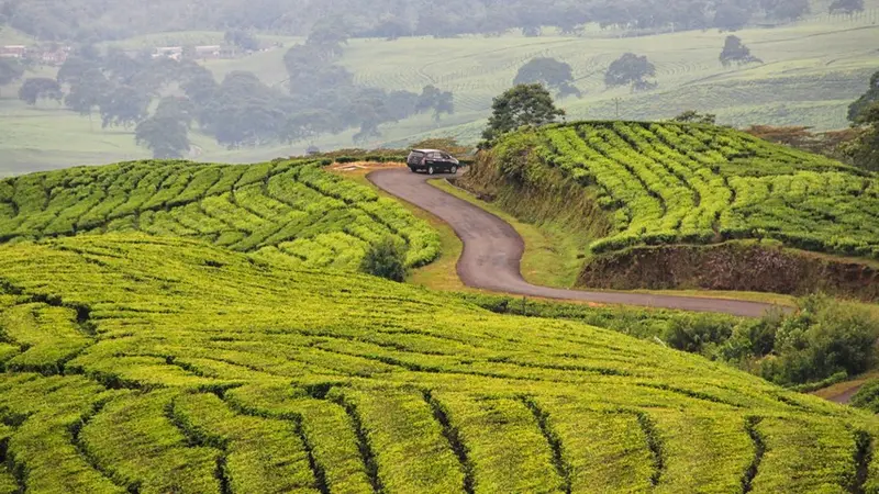 Kebun Teh Pagaralam