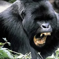 Video ini memberi tahu para pemburu satwa liar, jangan main-main dengan binatang!