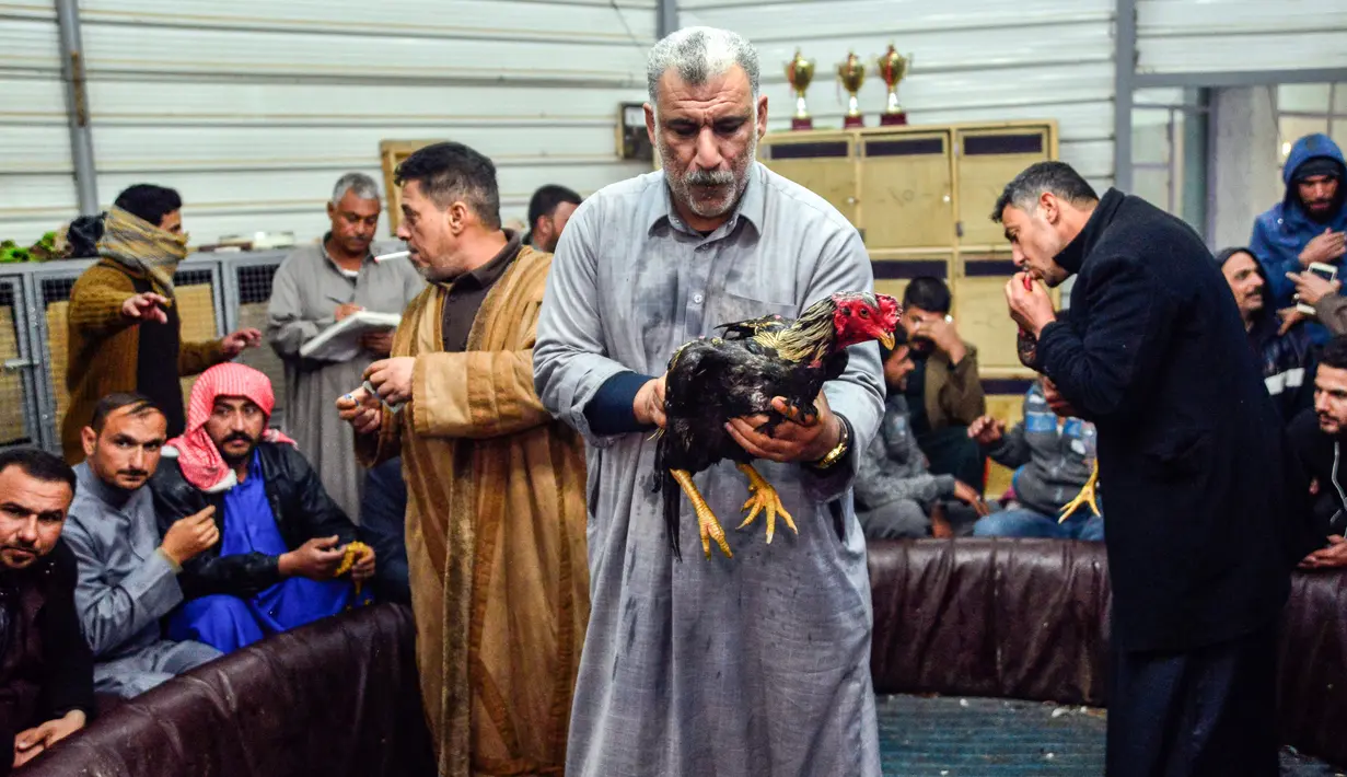 Pemilik membawa ayamnya masuk ke arena sabung ayam saat akan dipertandingkan di Kota Najaf, Irak, Sabtu (26/1). Ayam dianggap telah kalah jika kebobolan tiga ronde berturut-turut. (Haidar HAMDANI/AFP)