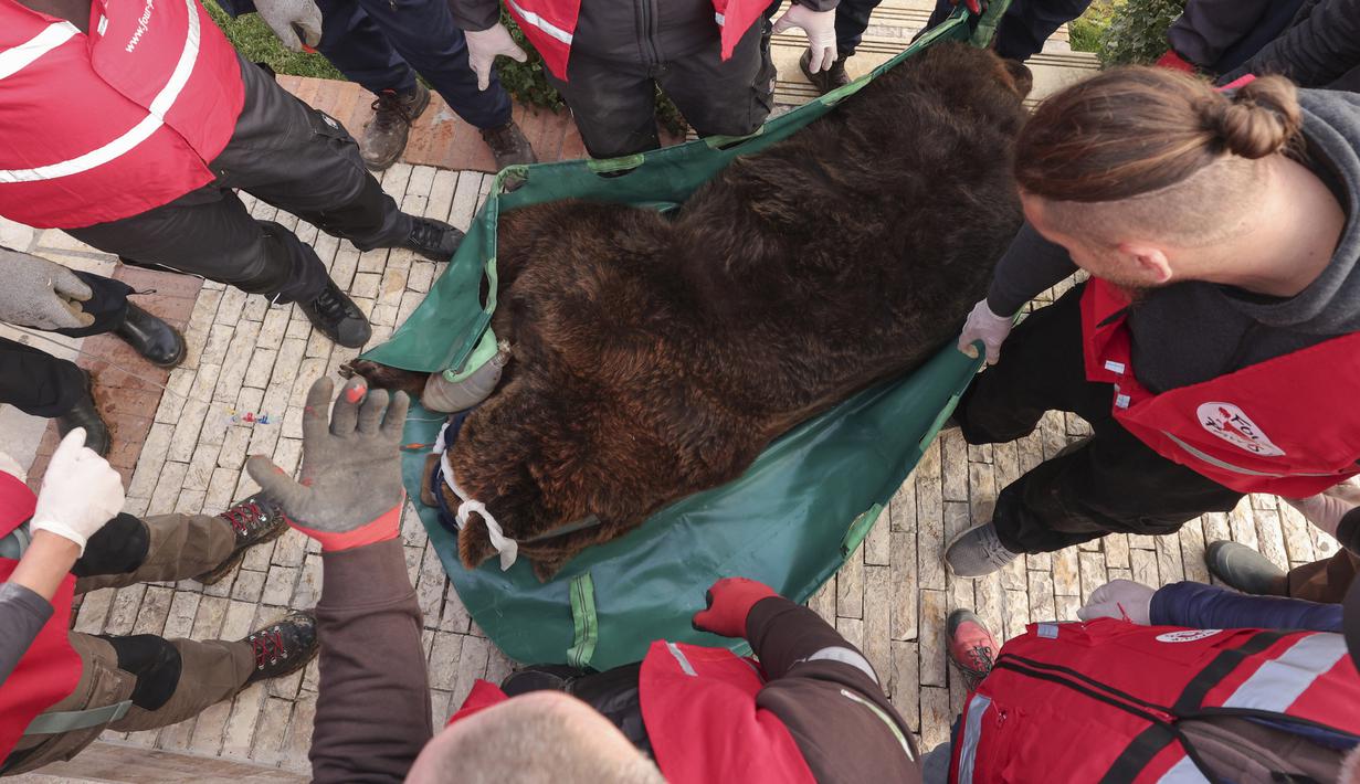 Aktivis dari badan amal hak-hak hewan "Four Paws" membawa Mark setelah diselamatkan dan keluar dari kandang kecil di Tirana, Rabu (7/12/2022). Mark menjadi hewan yang digunakan sebagai alat untuk menarik dan menghibur para tamu. (AP Photo/Franc Zhurda)