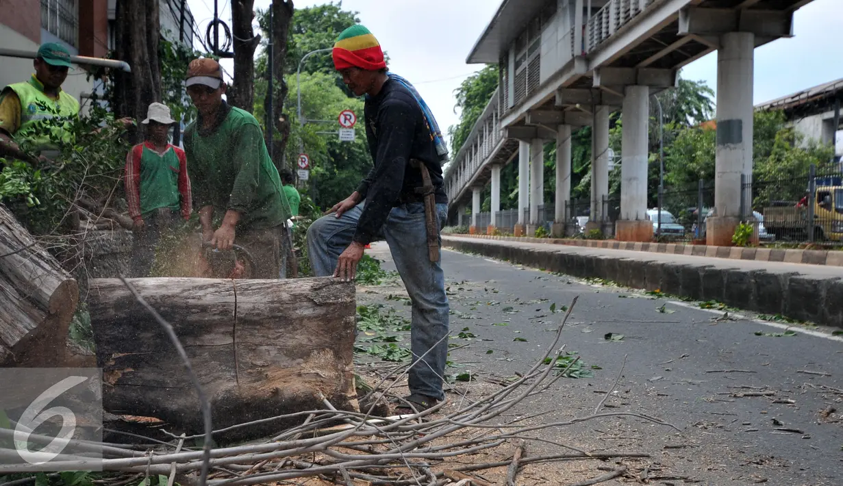 Petugas Dinas Pertamanan Jakarta Timur memotong pohon tua beresiko tumbang di kawasan Jatinegara, Jaktim, Selasa (5/1/2016). Antisipasi pohon tumbang di musim penghujan, Dinas Pertamanan pangkas pohon beresiko tumbang. (Liputan6.com/Yoppy Renato)