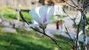 Bunga magnolia terlihat di Beijing Garden di dekat Danau Burley Griffin, Canberra, Australia (7/9/2020). Baru-baru ini, semakin banyak warga setempat yang pergi keluar untuk menikmati pemandangan bunga di Beijing Garden yang terletak di pusat kota. (Xinhua/Chu Chen)