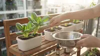 Cara Menanam Pakcoy di Wadah Bekas Es Krim, 10 Langkah Praktis Berkebun Skala Rumah